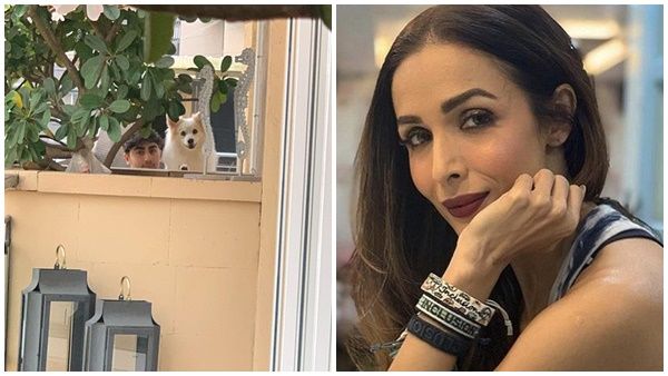 മതിലിന് പുറത്ത് കൂടി അമ്മയെ ഒരു നോക്ക് കണ്ട് മലൈകയുടെ മകൻ! ഹൃദയം തകരുന്ന വേദന പങ്കുവെച്ച് നടി