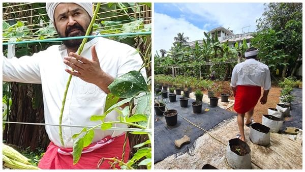 മമ്മൂട്ടിയ്ക്ക് പിന്നാലെ നൂറുമേനി കൊയ്ത് മോഹന്‍ലാലും! വീടിനോട് ചേര്‍ന്ന് താരരാജാവിന്റെ കൃഷിത്തോട്ടം