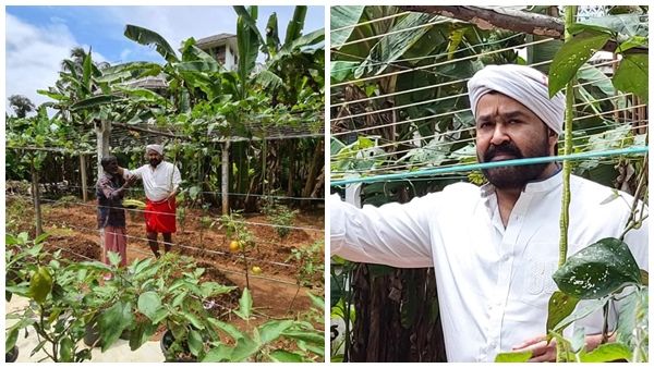 മോഹന്‍ലാലിന്റെ ജൈവകൃഷി വിജയഗാഥ! ഓര്‍ഗാനിക്ക് ഫാമിന്റെ വിശേഷങ്ങള്‍ ഇങ്ങനെ