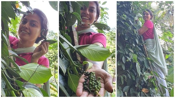 കുരുമുളക് പറിക്കാന്‍ മരത്തില്‍ കയറി അനുശ്രീ; ചിത്രങ്ങള്‍ വൈറല്‍