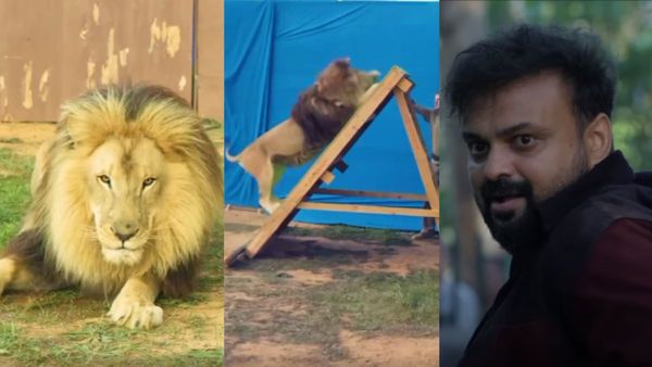 ശരിക്കുള്ള സിംഹത്തിനൊപ്പം ചാക്കോച്ചന്‍, മാന്തും കിട്ടി; വൈറലായി ഗ്ര്‍ര്‍ര്‍ ലൊക്കേഷന്‍ വീഡിയോ