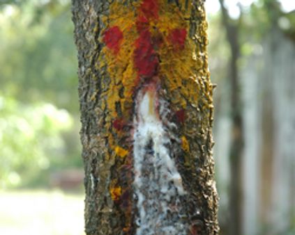 கந்தசாமி படப்பிடிப்பில் பரபரப்பு!