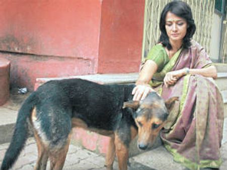 தெருநாய்களுக்கு கு.க: வெள்ளை அறிக்கை கோரும் அமலா