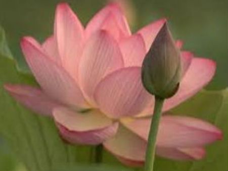 தாமரை லோகோவுடன் வருகிறது லோட்டஸ் டிவி