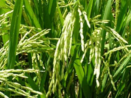 கார்ப்பரேட் மயமாகும் இந்திய விவசாயம்!... கண்ணீரில் மூழ்கும் விவசாயிகள்!!