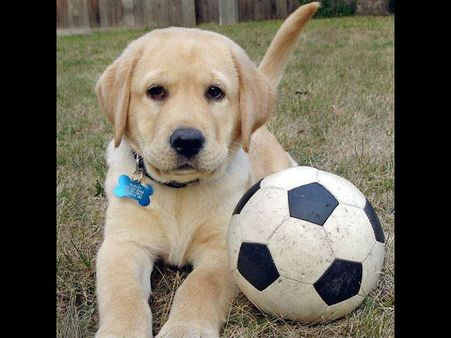 செல்லப்பிராணிகளை மகிழ்விக்கும் டி.வி. நிகழ்ச்சி