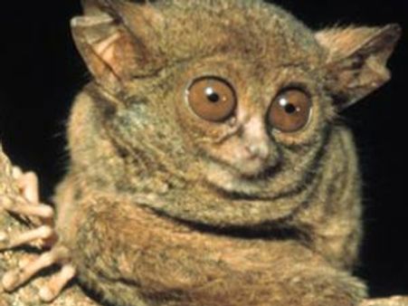 ஆசியாவின் அழகிய வனப்பகுதி…. டிஸ்கவரி தமிழில் காணலாம்