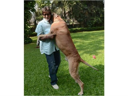 அமிதாப் பச்சனோட நாய் செத்துப் போச்சாம்....!