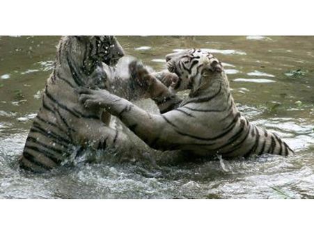 வண்டலூரில், இனச்சேர்க்கையின் போது மோதல்: ‘செம்பியனை’க் கொன்ற வங்கப்புலி சத்தியா