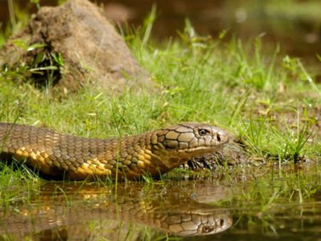 நாக ராஜா பற்றி தெரிஞ்சுக்க ஆசையா?