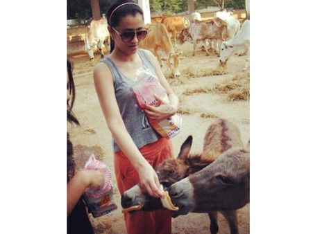 த்ரிஷாவின் திடீர் கழுதைப் பாசம்!!