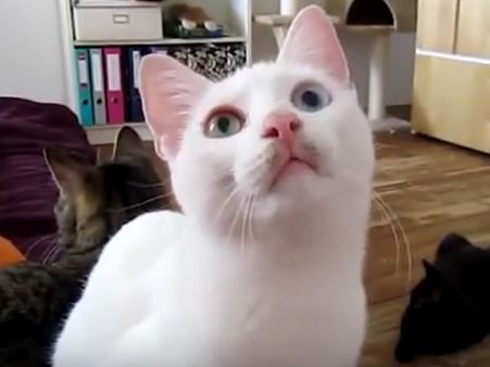 நாயை அடுத்து கோலிவுட்டை கலக்க வரும் செல்பி பூனை