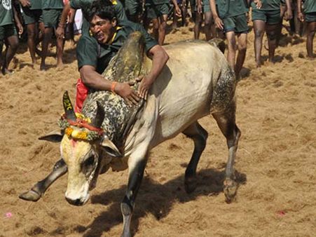 இது வெறும் ஜல்லிக்கட்டுக்கான போராட்டம் இல்லை- தமிழன் நெஞ்சன் நிமிர்த்தும் 'வீரத்தமிழன்
