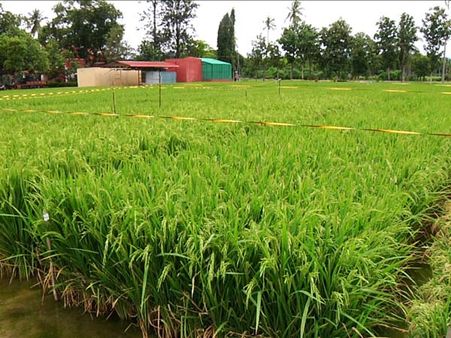 இயற்கை விவசாயத்துக்குத் திரும்பும் பிரபல நட்சத்திரங்கள்!