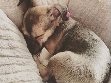 இந்த நாய்க்கு இன்ஸ்டாகிராமில் 55,000 ஃபாலோயர்கள்: இது யாருடையது தெரியுமா?