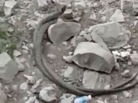 வெடுக் வெடுக் இடுப்பழகியின் படப்பிடிப்பை நிறுத்திய பாம்புகள்: ஷாக் வீடியோ