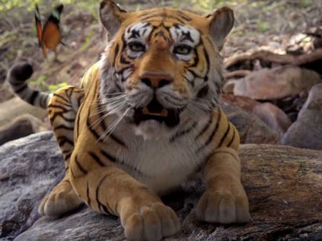 Thumba Review: புலி, குரங்கு, அணில், மான், யானை... குழந்தைகளை மகிழ்விக்கும் தும்பா! விமர்சனம்