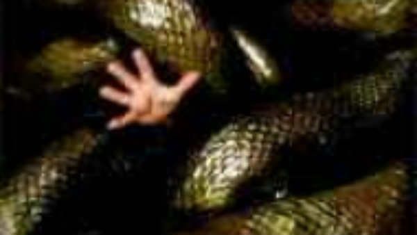 அனக்கோண்டா ரிட்டர்ன்ஸ்.. 20 வருஷம் கழித்து மீண்டும் மிரட்டப் போகுது அந்த பிரம்மாண்ட பாம்பு!