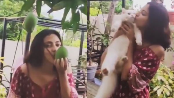 மாங்காய்க்கு முத்தம்.. பூனையுடன் கொஞ்சல்.. லாக் டவுன் நேரத்தை இவருடன் தான் செலவிடுகிறார் அமலா பால்!