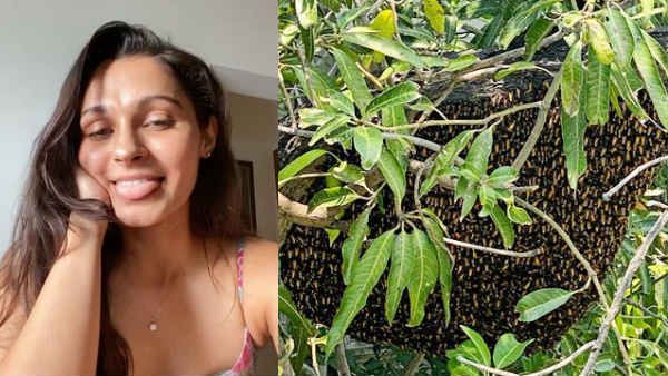 தேனீக்களுக்கு நான்.. புலம்பெயர் தொழிலாளர்களுக்கு யார் பொறுப்பு..? நடிகை ஆண்ட்ரியா அடடா போஸ்ட்!