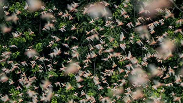 இன்னும் 7ஆம் அறிவே முடியல.. அதுக்குள்ள காப்பானா.. இது 2020ஆ இல்ல 2012ஆ? #Locustsattack