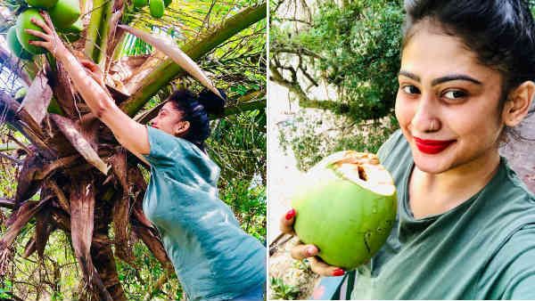 ப்பா.. எதைப் பார்க்குறதுன்னே தெரியலையே.. இளநீரை பறிக்கும் இலங்கை நடிகை.. வழியும் ஃபேன்ஸ்!