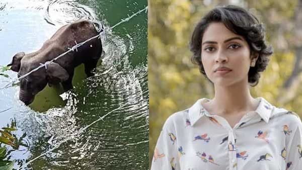 அவனுங்களுக்கு அந்த இடத்துலயே பட்டாச போடணும்.. யானையின் மரணம்.. கொதித்தெழுந்த அமலா பால்!