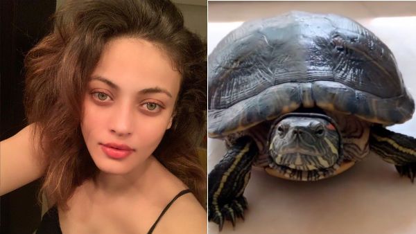 வீட்டில் ஆமையை வளர்க்கும் நடிகை ..வீடியோ வெளியிட்டு ஆச்சர்யம்!