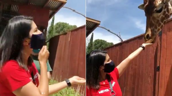 விலங்குகளை நேசிக்கும் சன்னி லியோன்.. அந்த ஒட்டகசிவிங்கிக்கு எப்படி ஊட்டி விடுறாரு பாருங்க!