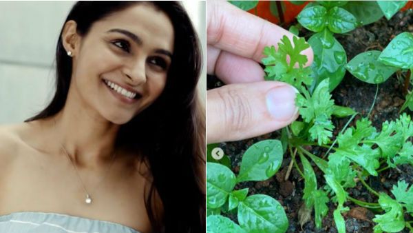 மொட்டை மாடியில் வளர்ந்த, கொத்தமல்லி, பச்சை மிளகாய்.. ஆச்சரிய ஆண்ட்ரியா அசத்தல் அட்வைஸ்!