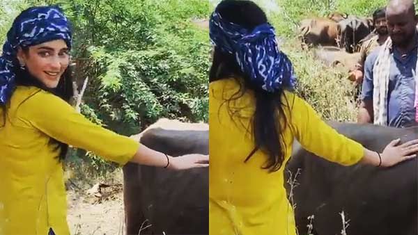 எருமையை தடவி தடவி விளையாடும் ஸ்ருதி ஹாசன்.. வைரலாகும் ஷூட்டிங் ஸ்பாட் வீடியோ!