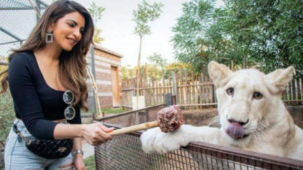 இவங்கதான் ரியல் சிங்கப்பெண்.. சிங்கத்துக்கே என்னம்மா சாப்பாடு ஊட்டுறாங்க பாருங்க.. சபாஷ் ஷாமா!