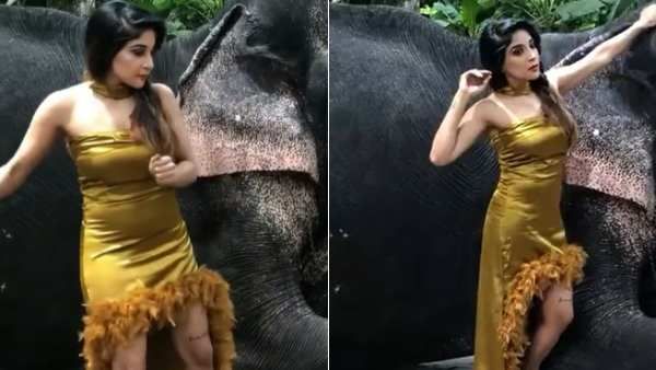 கிளாமர் போட்டோ ஷூட்.. யானையை பார்த்து பயந்து ஓடிய நடிகை.. தீயாய் பரவும் த்ரோபேக் வீடியோ!