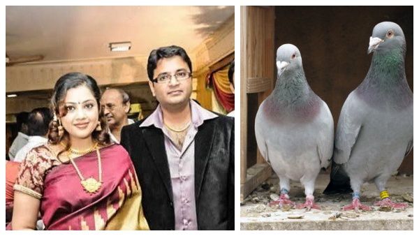 மீனா கணவர் மரணம்..புறா எச்சம் மூலம் நுரையீரல் பாதிப்பு வருமா?