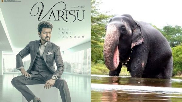 வாரிசு படப்பிடிப்பில் அனுமதியின்றி 5 யானைகள்.. விலங்குகள் நல வாரியம் அதிரடி நோட்டீஸ்