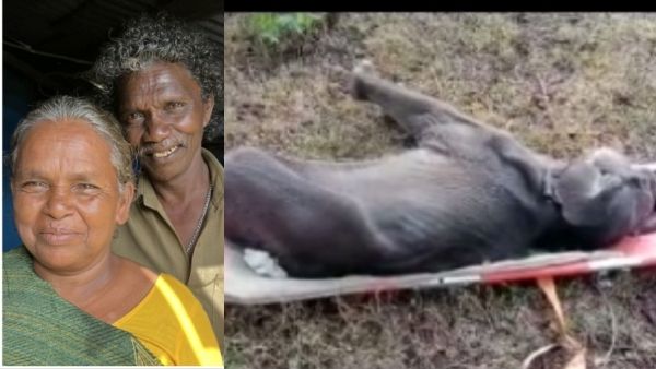 The Elephant Whisperers : உயிரிழந்தது குட்டி யானை.. மன வேதனையில் ஆஸ்கர் தம்பதி!