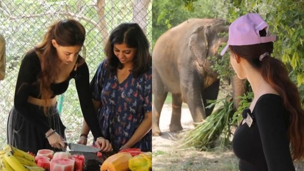 Disha Patani: ப்பா.. எவ்ளோ அழகா பழத்தை கட் பண்றாங்க கங்குவா ஹீரோயின்.. யானைகளுக்கு செம தீனி!