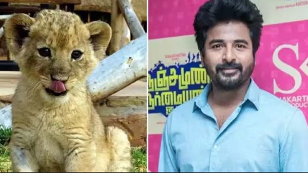 Sivakarthikeyan - சிங்கத்தை தத்து எடுத்த சிவகார்த்திகேயன் - ரசிகர்கள் ஆச்சரியம்