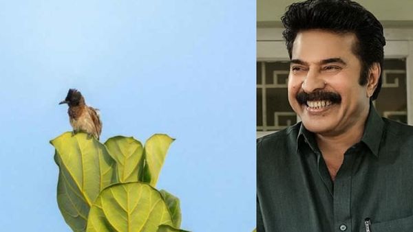 Mammootty: மம்மூட்டி எடுத்த இந்திய புல்புல் பறவை புகைப்படம்.. அட இவ்வளவு விலைக்கு ஏலம் போயிருக்கா?