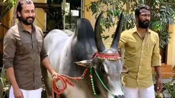 Vadivasal: எல்லாம் க்ரீன் சிக்னல்.. வாடிவாசல் சூட்டிங் டேட் எப்போனு தெரியுமா?