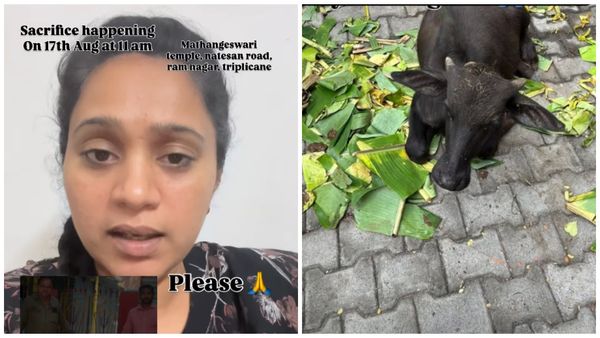 சீமாத்தம்மன் கோவிலில் கன்றுக்குட்டி பலியிடயிருந்ததா?.. நடிகை வெளியிட்ட வீடியோவால் பரபரப்பு!