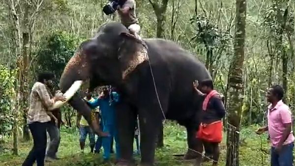 Kumki 2: கும்கி 2 படப்பிடிப்பில் கதாநாயகனை முட்டி தள்ளிய யானை.. ஜெஸ்ட் மிஸ்ஸில் தப்பிய உயிர்!