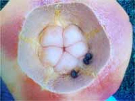 విలక్షణ నటుడు ప్రకాష్ రాజ్ కి విలక్షణ మైన పువ్వు...