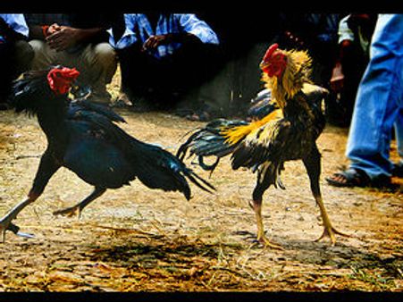 సంక్రాంతి కోడి పందాల్లో...సినీ సెలబ్రిటీలు