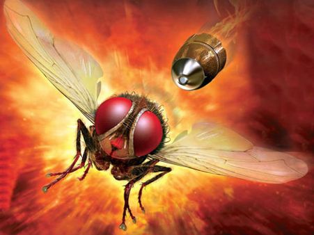 అక్కడ 'ఈగ'3D వెర్షన్ విడుదల?