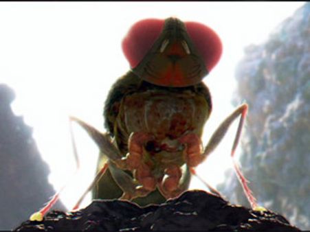 రాజమౌళి 'ఈగ'పై ఆ సినిమాలో ప్యారడీ సీన్స్