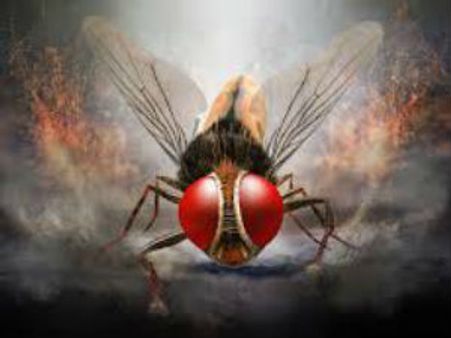 కేన్స్ ఫిల్మ్ ఫెస్టివల్‌కు ఎంపికైన ‘ఈగ’