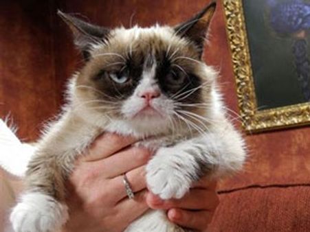 అదరకొట్టిన పిల్లి: హాలీవుడ్‌ ఛాన్స్