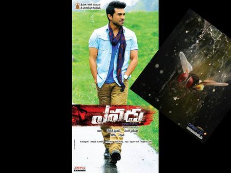 'ఎవడు' కథ కీ రాజమౌళి 'ఈగ' కీ పోలిక??