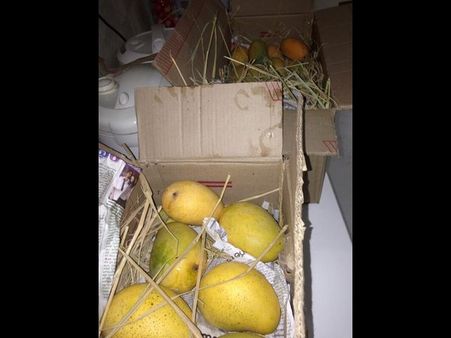 ఇవి పవన్ కళ్యాణ్...మామిడిపళ్లు(ఫొటో)